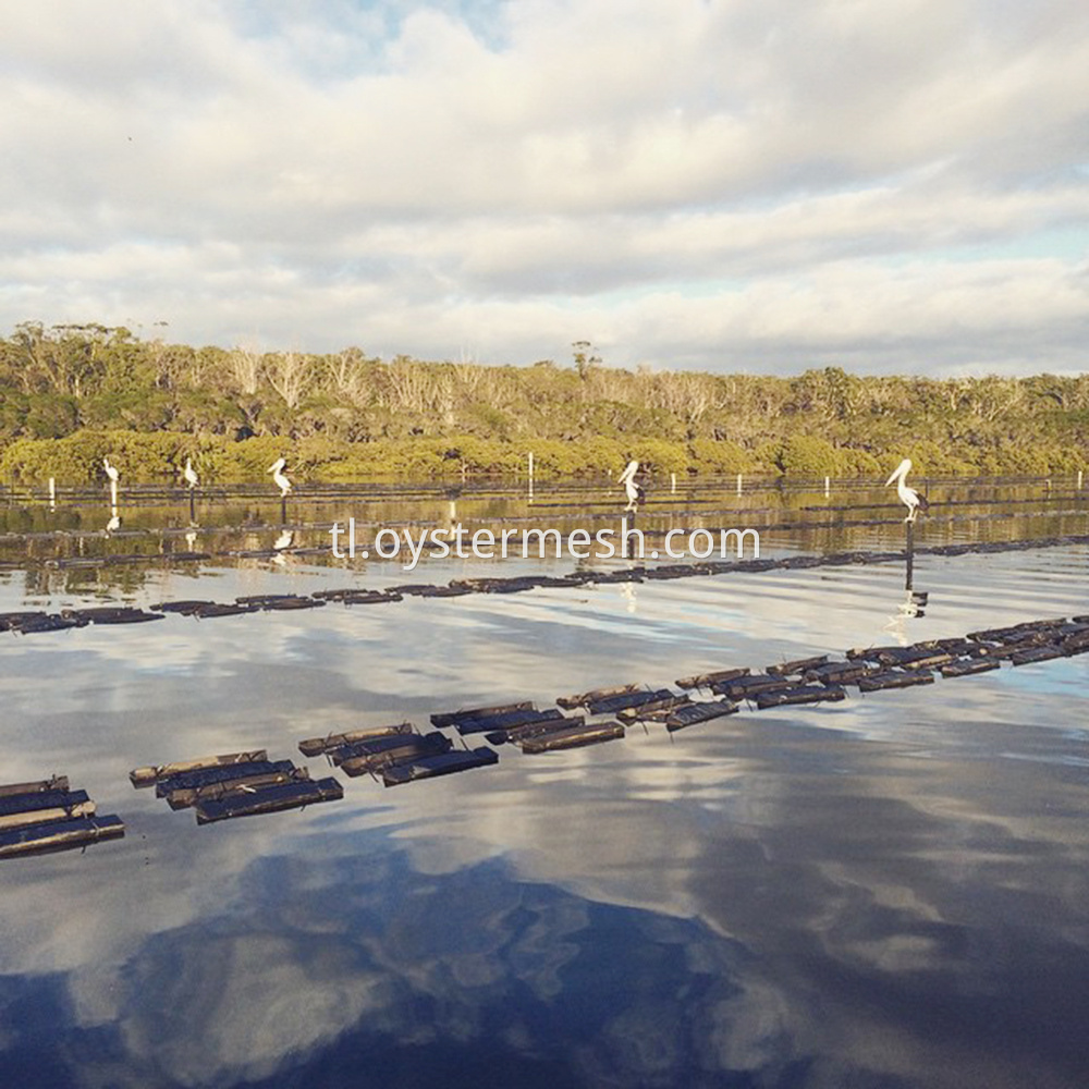 Paggamit ng Oyster Floating Cages Usage Oyster Floating Cages